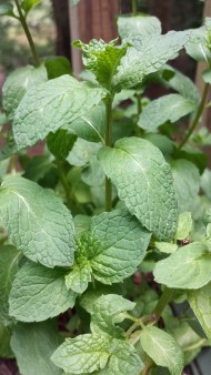 Homegrown Mint